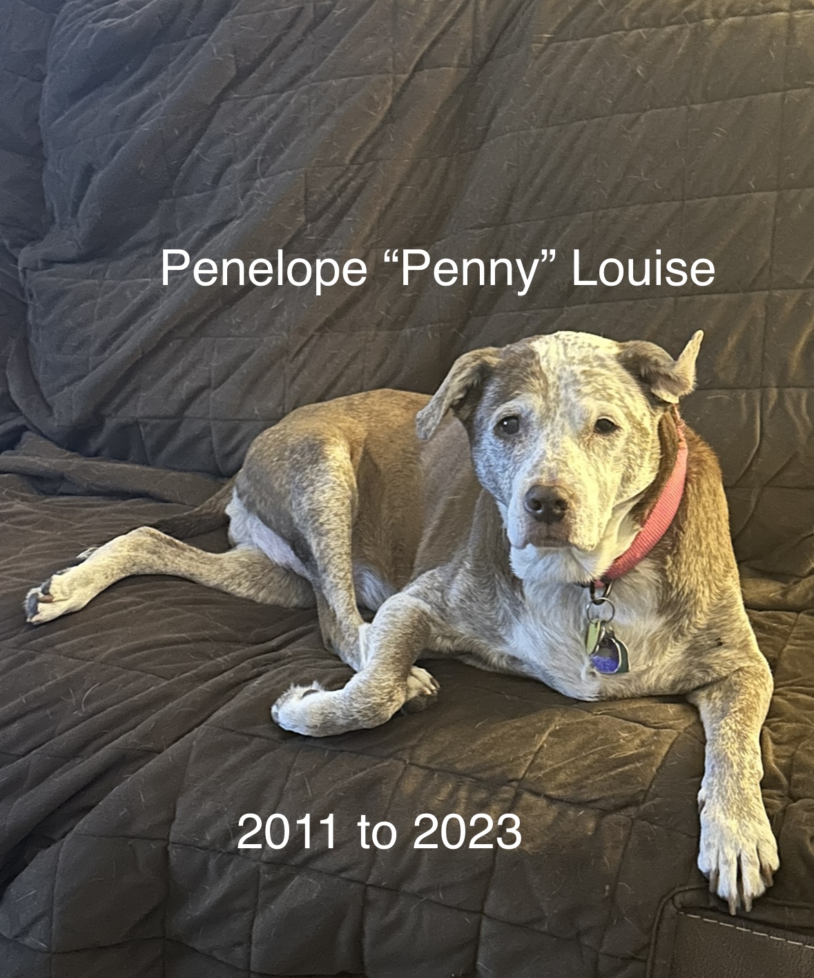 Penny 2011 to 2023